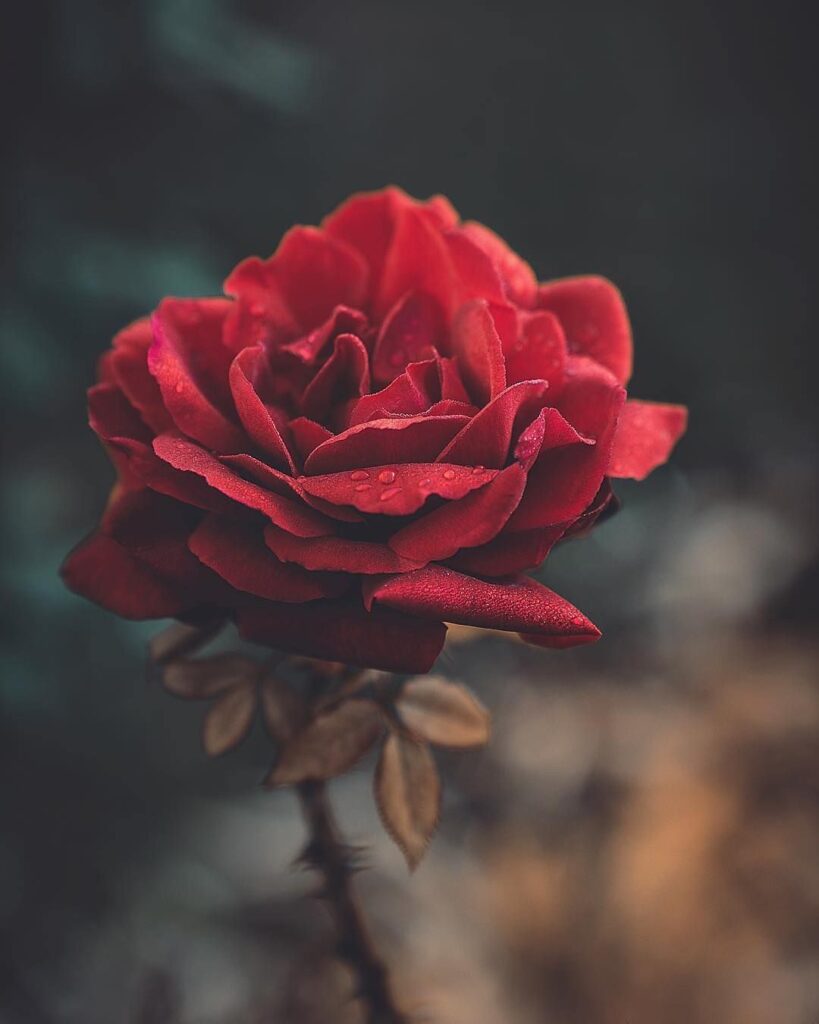 Rosa vermelha do amor